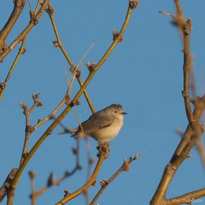 5.2K reactions · 625 shares | Spring migration is here and with it comes new visitors each day. Use Audubon’s free app to Identify birds in your community. | National Audubon Society | Facebook