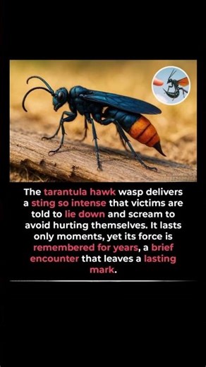 This Insect Has One of the Most Painful Stings on Earth 😱🕷️