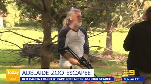 8K views · 84 reactions | PANDAMONIUM: A Red Panda has been found and captured after escaping Adelaide zoo on a 48 hour excursion. #9Today | WATCH LIVE 5.30am | TODAY | Facebook