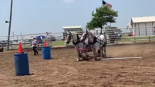 103K views · 2.5K reactions | The first entry in the Lyndon Draft Horse Competition in Lyndon, Kansas, did a great job going through the course in a fast time. We'll have more from this event in an upcoming episode of Rural Heritage on RFD-TV in September. #drafthorse #drivinghorse | Rural Heritage Magazine | Facebook