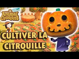 Tout SAVOIR sur la CULTURE de Citrouille 🎃 | Animal Crossing New Horizons