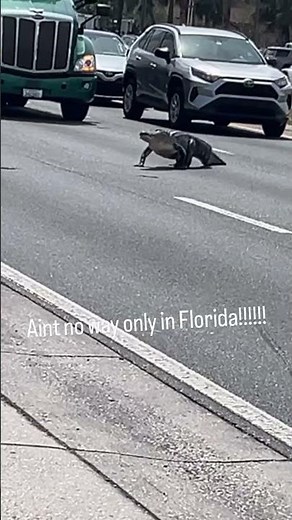 Alligator Moves Across Road, Causing All Vehicles to Halt - 1648406