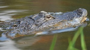 Florida proposes 24-hour-a-day alligator hunting