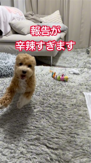 テテから皆さんに報告があります🐶 #テテ #Tete #테테 #マルプー #犬 #犬のいる暮らし #面白い犬 #愛犬 #犬動画 #トイプードル