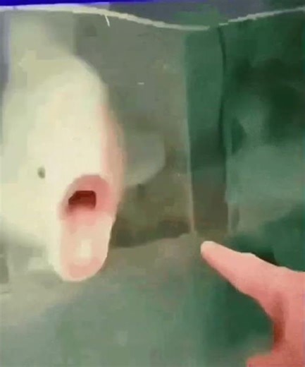 Fish screams at finger meme