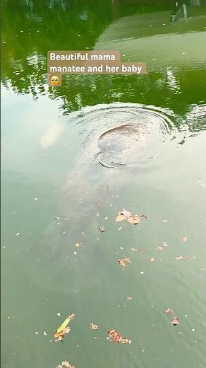 Beautiful Mama #Manatee and Her Newborn Calf Swimming in a Canal in the Florida Keys #MarineLife
