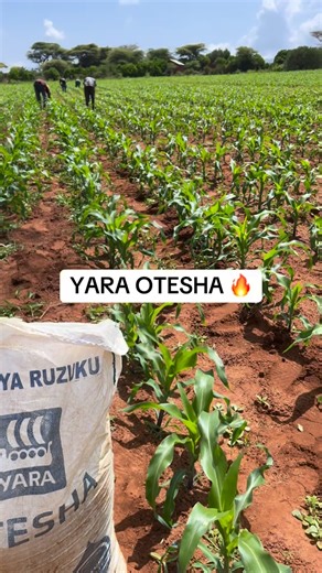Msaku Safi Farm on Instagram: "YARA OTESHA Total nitrogen 13% Nitrate nitrogen 3.5% Ammoniacal nitrogen 9.5% Total phosphorus 24% K2O 10% CaO 3.1% MgO 1.1% S 8.8% Zinc 0.01% LEO TUNAANZA DARASA LA MAHINDI ,TUMA NENO NIUNGE KUPITIA WHATSAPP NUMBER 0767337029 #tukafaosichaka"