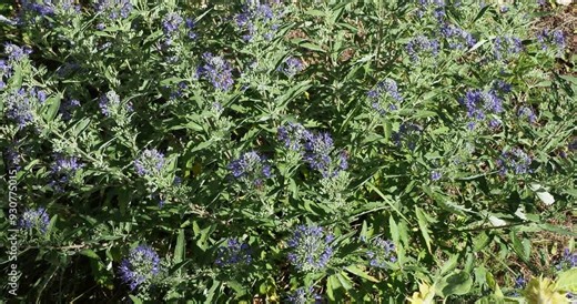 Caryopteris x clandonensis 'Heavenly blue'. Ornamental plant of Bluebeard, bushy shrub in upright shape with bouquets of blue flowers in cymes above lanceolate grey-green leaves