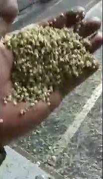Industrial Hemp Processing Plant Cost|Fructus Cannabis Shelling Dehulling Machine