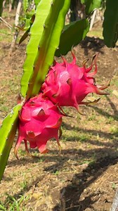 Dragon Fruit Cookies | Chef Joseph