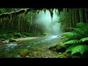 Forest Ambience Birds Singing Beautiful Stream Sounds for Deep Rest,Focus,Study, Medicine,Sleep ASMR