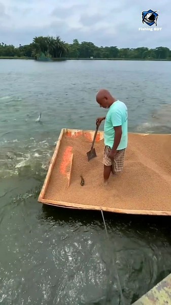 Fish Jumping During Feeding Time 🐟🐠 #shorts #fishing #amazing