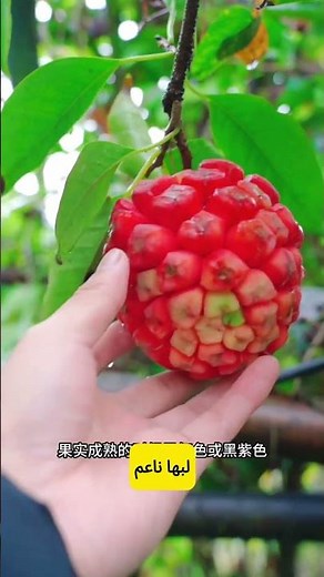 🚀🔮 Black Tiger Fruit – The Rare Fruit with Amazing Benefits! 😱🍇