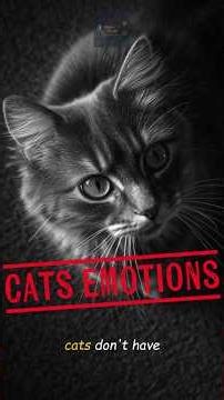 Do Cats Have Emotions? The Truth Cat Owners Need to Know #animalshorts #animalintelligence #catfacts