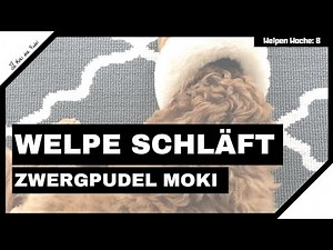 Miniature Poodle Moki in Apricot - Moki is sleeping