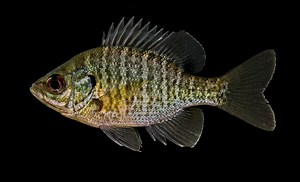 Centrarchidae - Alchetron, The Free Social Encyclopedia