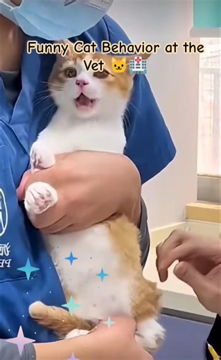 Cats at the Vet: Stress, Drama, and Funny Reactions #cat #cutecat #catclinic #workingcats