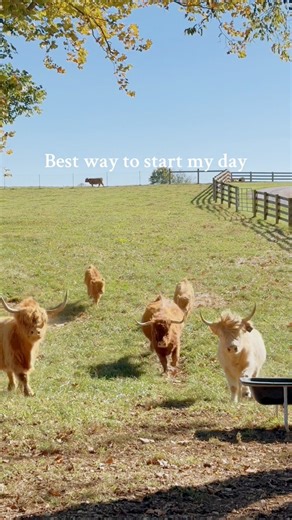 Good morning! #millcreekfarmstn #tennesseecattle #farmvisit #Tennessee #cookevilletn #visittn #highlandcow #farmlife | Mill Creek Farms