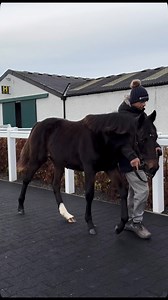 James Sheehan’s Clonmult Farm will offer three foals at the Sapphire Sale, including a Kodi Bear filly from the family of a Prix du Jockey Club winner. #TattsIreSS | Tattersalls Ireland