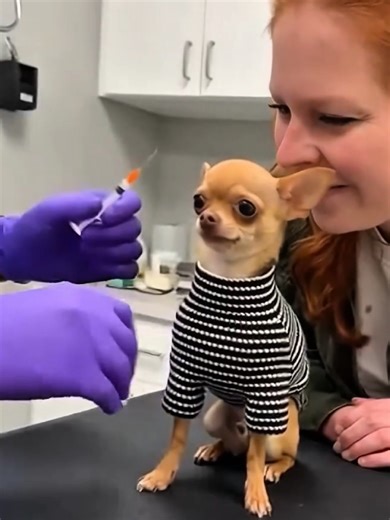 Hilarious Chihuahua Moments Captured