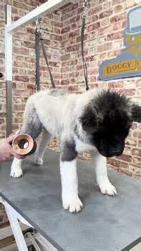 Haku the American Akita 🐶 #americanakita #akita #americanakitapuppy #akitapuppy #doggroomong