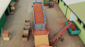 Truck Unloading Harvested Yellow Onion Into The Onion Sorting Machine. Postharvest Bulk Handling of Onions in Distribution Warehouse. Onion Bulbs Moving Along Conveyor Belt Inside Sorting Machine.
