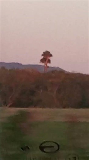 BRO ITS THE LEPIDODENDRON TREE DUD! said dumbledore casually