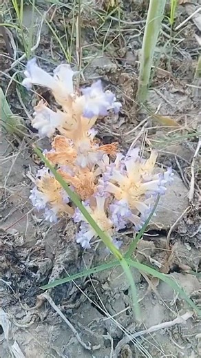 orobanche plant a parasite of mustard root