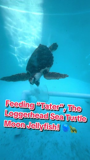 Feeding “Tater”, The Loggerhead Sea Turtle Moon Jellyfish!