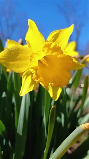 Daffodils: New Beginnings and Rebirth in Nature