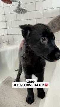 Puppies first bath compilation 🥺 #firstbath #puppy #puppydog
