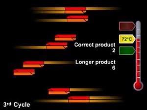 Polymerase chain reaction (PCR)