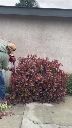 #gardening #cleaning #garden #asmr #fyp | garden