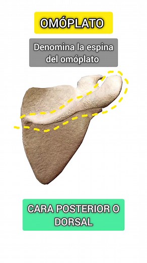Understanding the Acromion and Omoplato in Anatomy