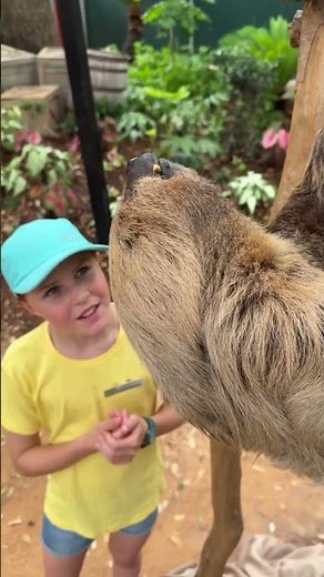 This is two-toed sloth - these amazing creatures struggle to survive in the wild! 🌍🙌🏻