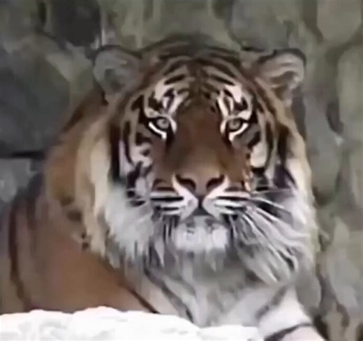 Tiger gives cameraman 3 warnings before charging..