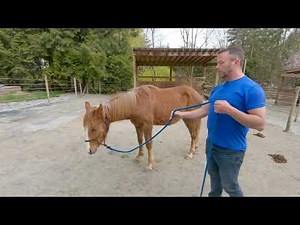 How I Start Halter Training On A Horse That Has Never Been Handled - Part 3