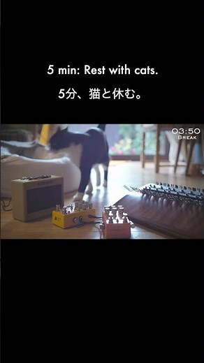 25min Pomodoro&Cats | 集中25分、猫5分 #shorts #pomodoro #studymusic #ambientmusic