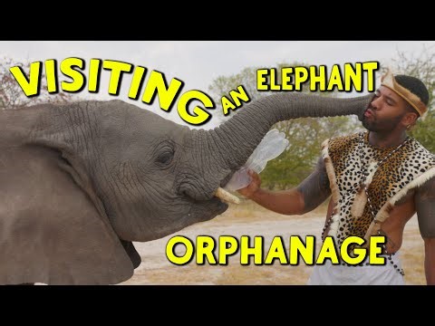 SPENDING THE NIGHT WITH BABY ELEPHANTS | THE REAL TARZANN