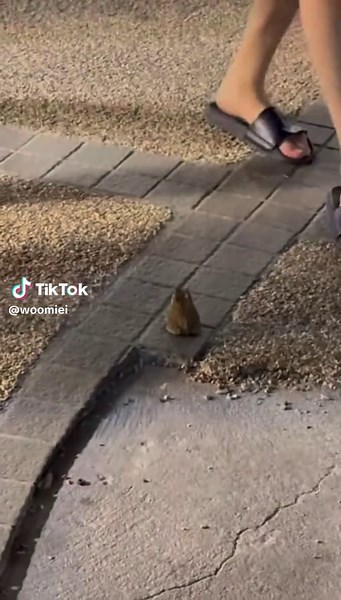 Thank god he was okay 🥹 #toad #frog #froggy #frogtok #frogtiktok | frog