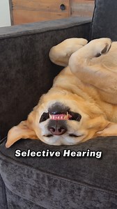 2.3M views · 82K reactions | When your dog has selective hearing and can literally sleep through ANYTHING. Unless of course there is food involved. #dog #labrador #dogowners #petowner #petsofinstagram #dogcomedy #relatable #funnydog #lovehim #magnus #goodboy #doglife #pets #petlovers #dogsoffacebook | Magnus The Therapy Dog | Facebook