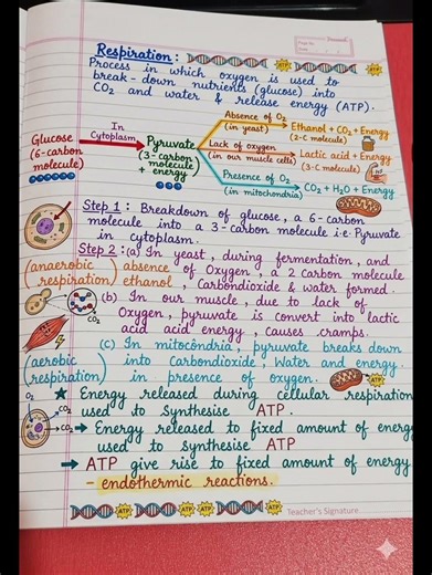 Cellular respiration class 10