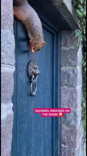  SHOCKING Doorbell Prank: The ULTIMATE Squirrel Rings the LION...
