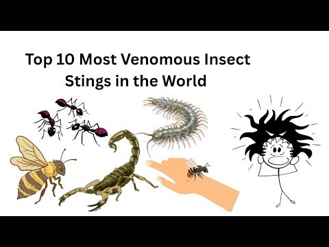 Top 10 Most Venomous Insect Stings in the World