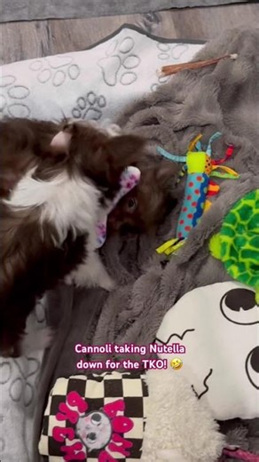 TDD CANNOLI TAKES DOWN NUTELLA! #yorkiesofyoutube #puppyvideos #puppylife #puppies #funnypets #pets