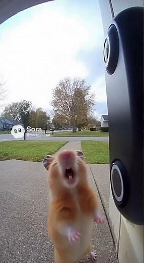 The neighbor who visits every day! that's?#animals #funny #shorts