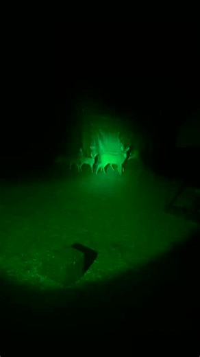 A shot in the dark on a nice axis buck. #axisbuck #3colorheadlamp #greenlight #elusivewildlife #huntinglight #summer #deermanagement #dartingdeer #tranquilizer #headlamp #huntinglight #bigbuck #trophybuck #exotics #relocating | Elusive Wildlife Technologies, LP