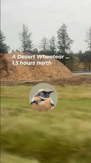Twitching Desert Wheatear