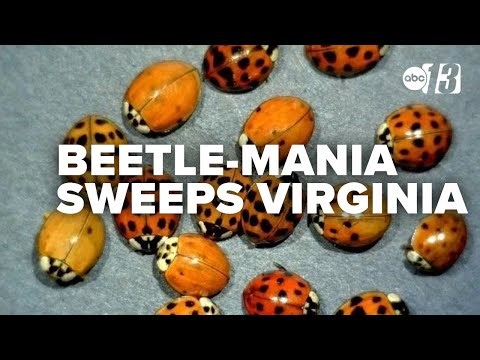 Beetle-mania sweeps Virginia: Asian lady beetles find warmth in homes for the winter
