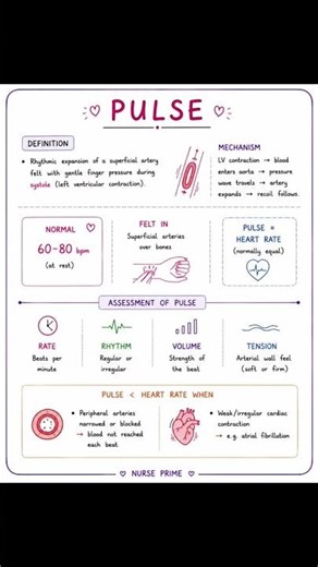 Part 7. The Cardiovascular System Pulse #nurseprime #pulse #nursingknowledge